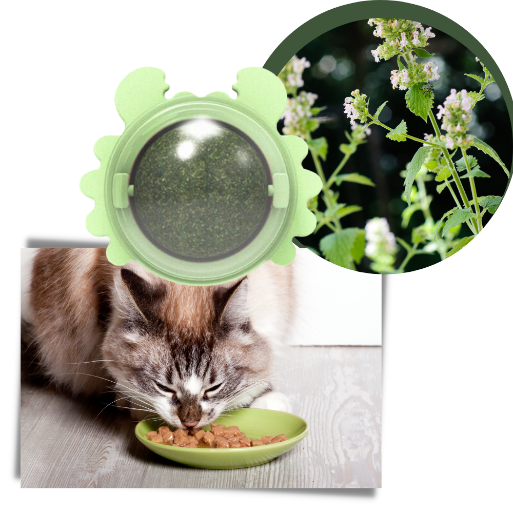 Jouet boule de menthe rotative pour chat