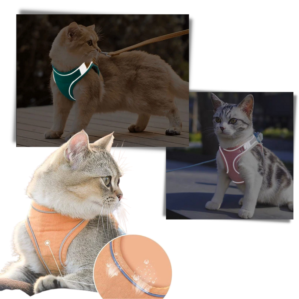 Ensemble harnais et laisse pour animaux