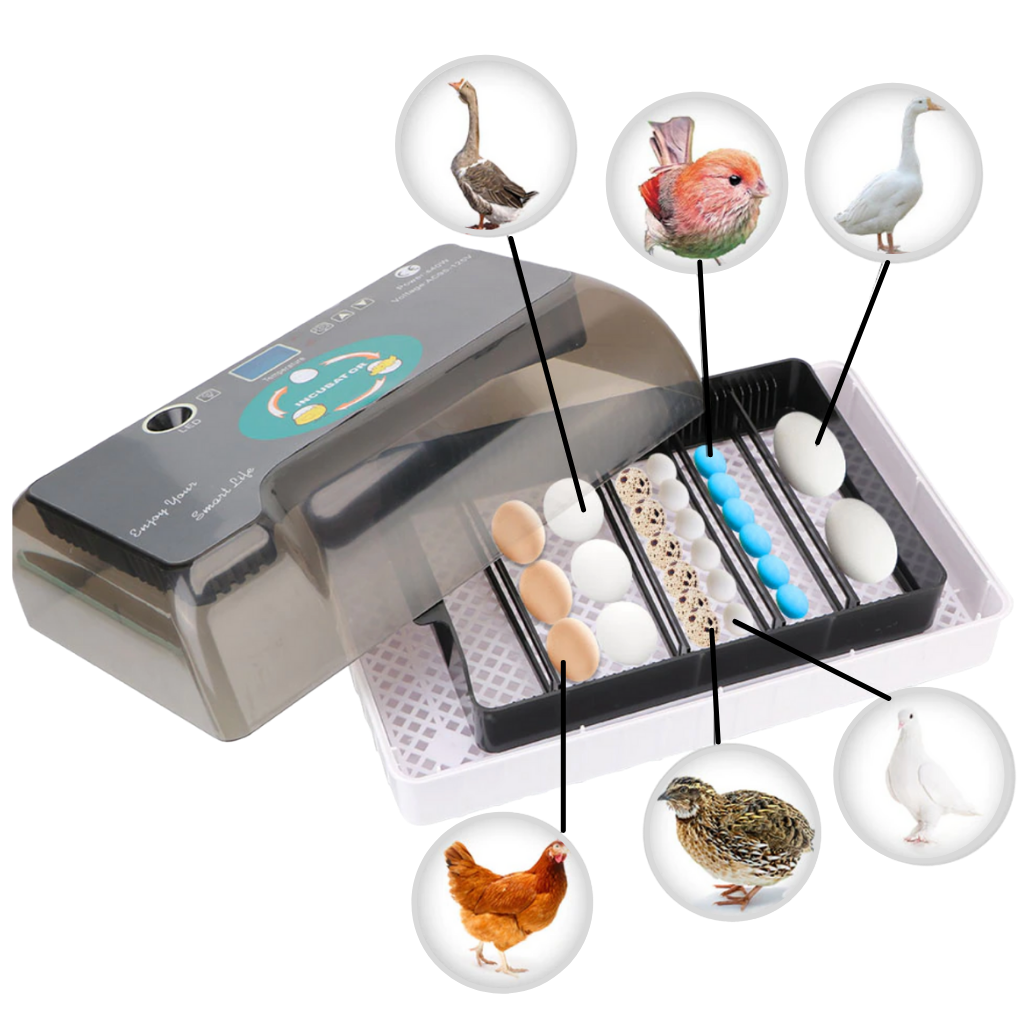 Incubateur automatique d'oeufs
