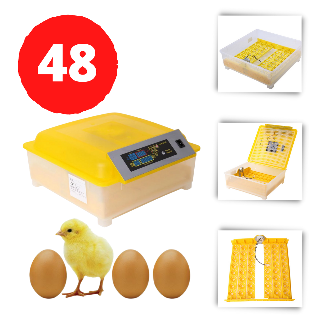 Incubateur automatique d'oeufs (48 oeufs)