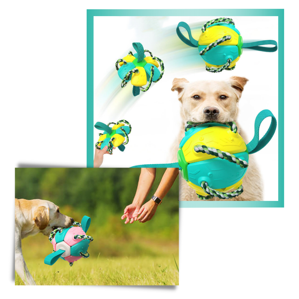 Ballon de frisbee pour chien