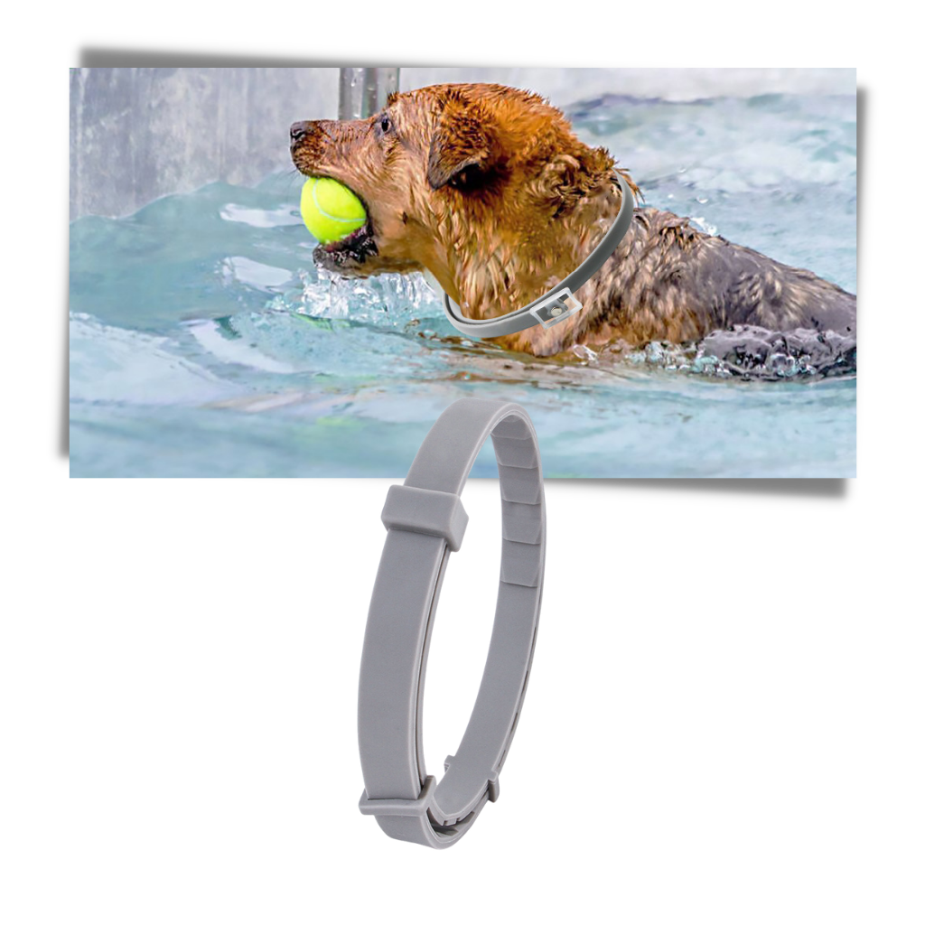 Collier anti-puces pour animaux de compagnie