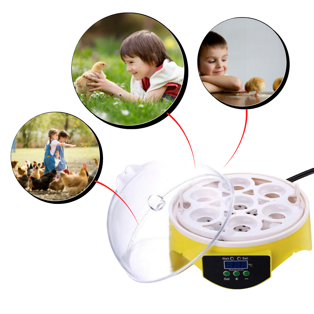 Mini incubateur automatique d'oeufs