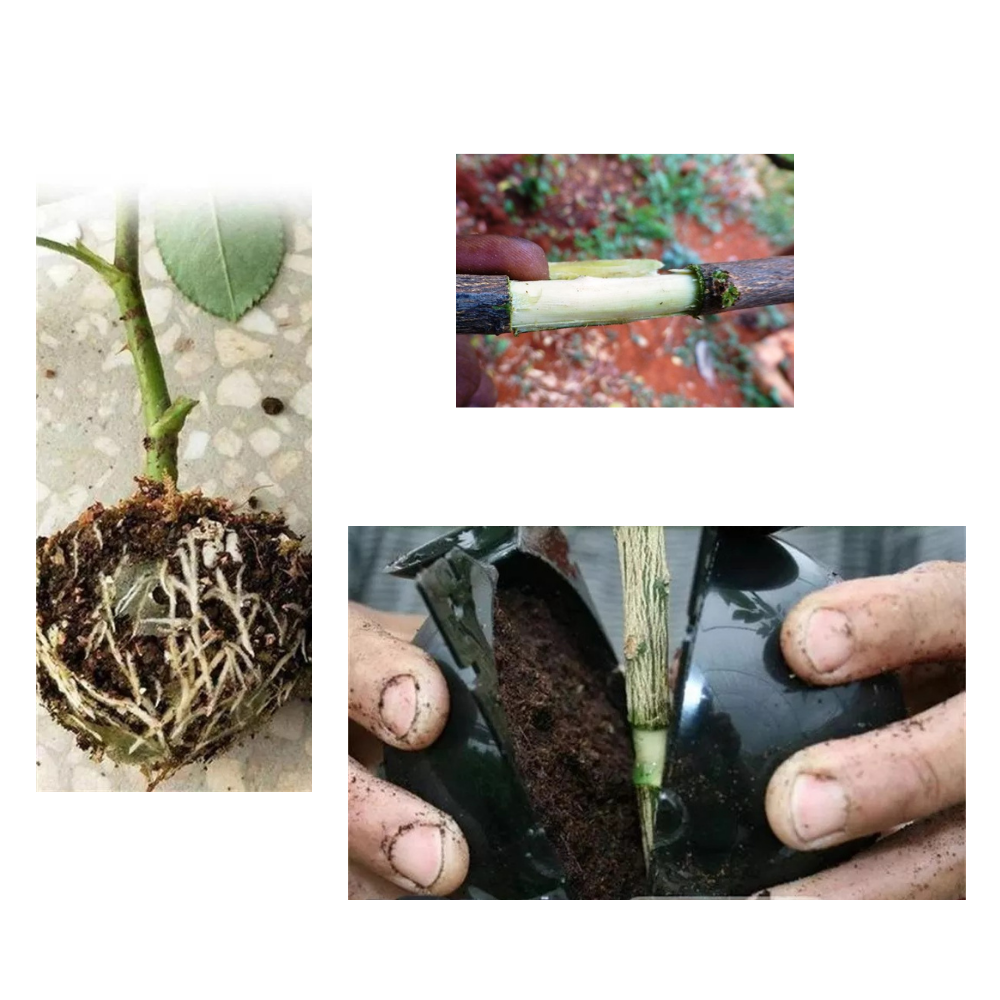 Lot de 3 boîtes à plantes pour la stratification de l'air