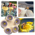 Abreuvoirs pour abeilles discrets et attrayants