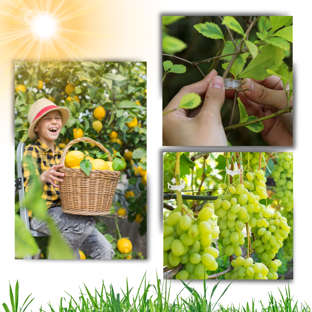 Support de plantes facile à clipser