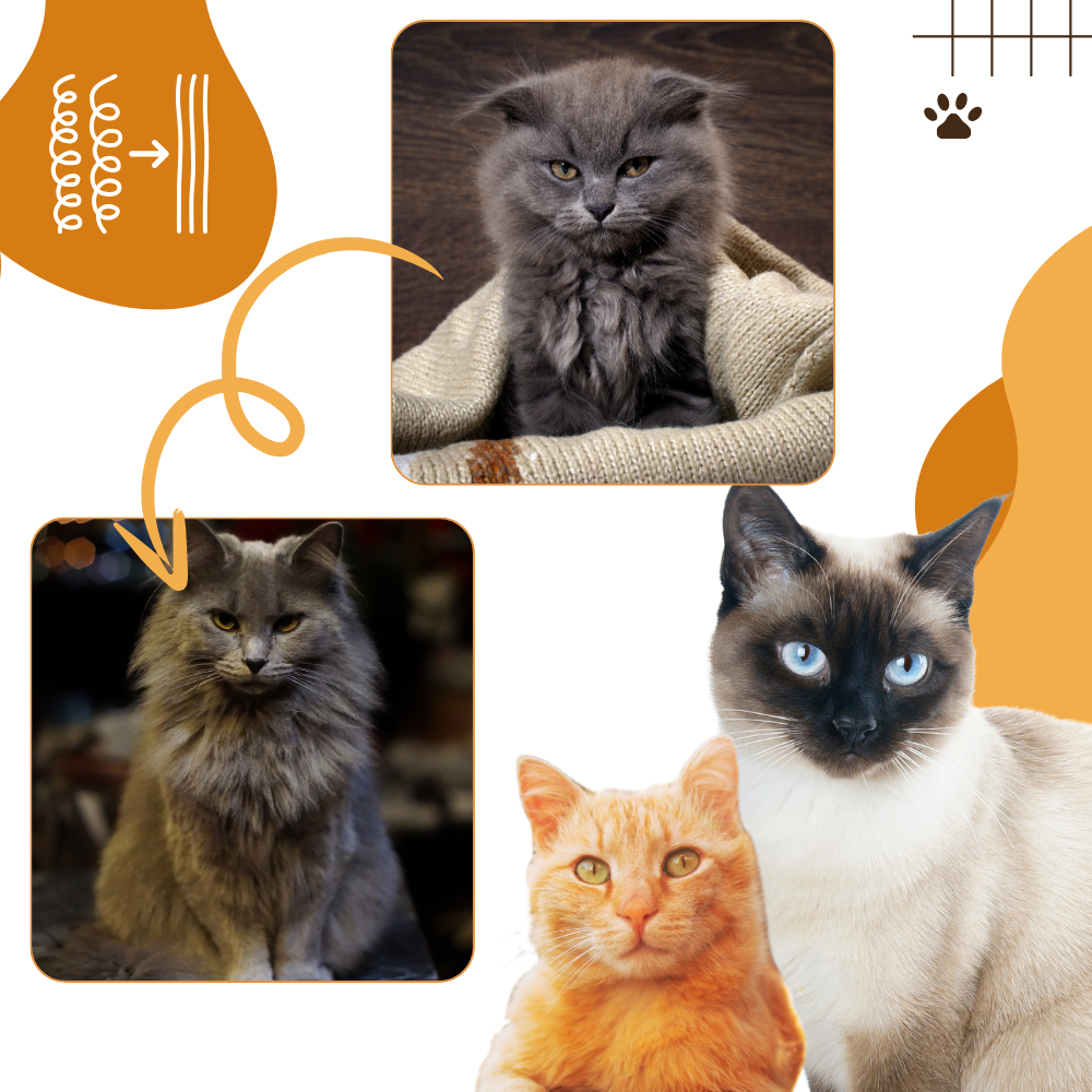 Brosse de toilettage multifonctions pour chats