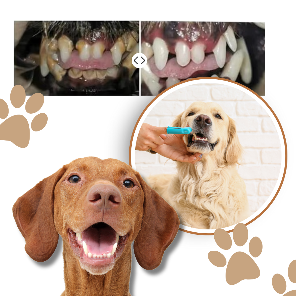 Gel de réparation buccale naturel pour animaux