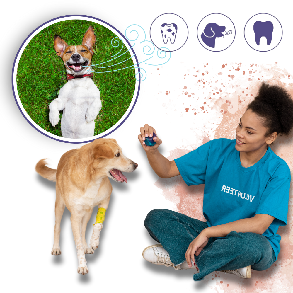 Gel de réparation buccale naturel pour animaux