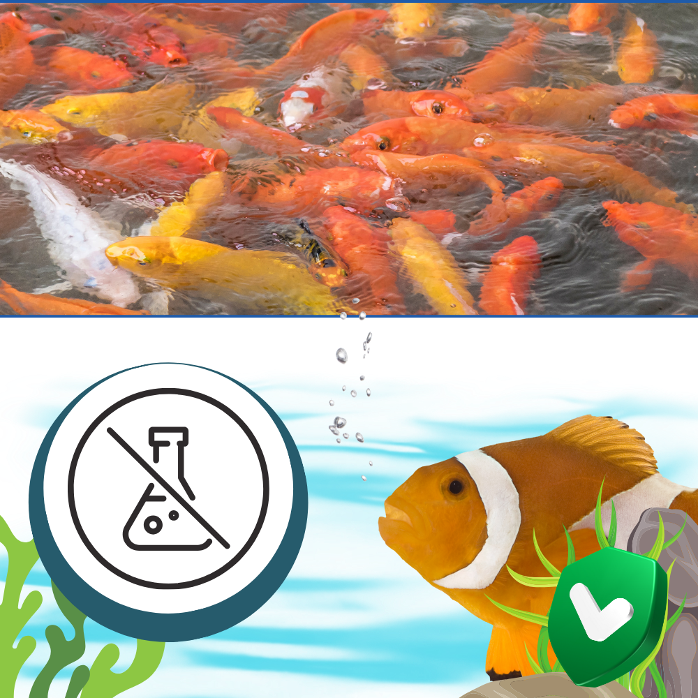 Produit anti-algues préventif pour aquarium