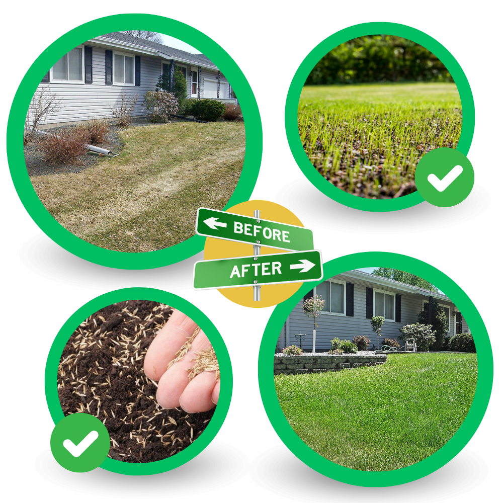 Tapis de semences de gazon vert à fixation rapide