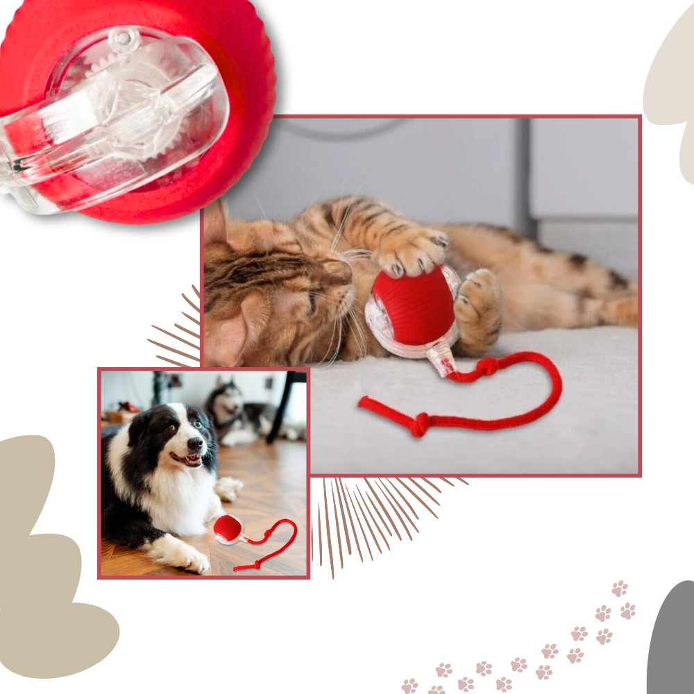 Jouet interactif intelligent pour chats