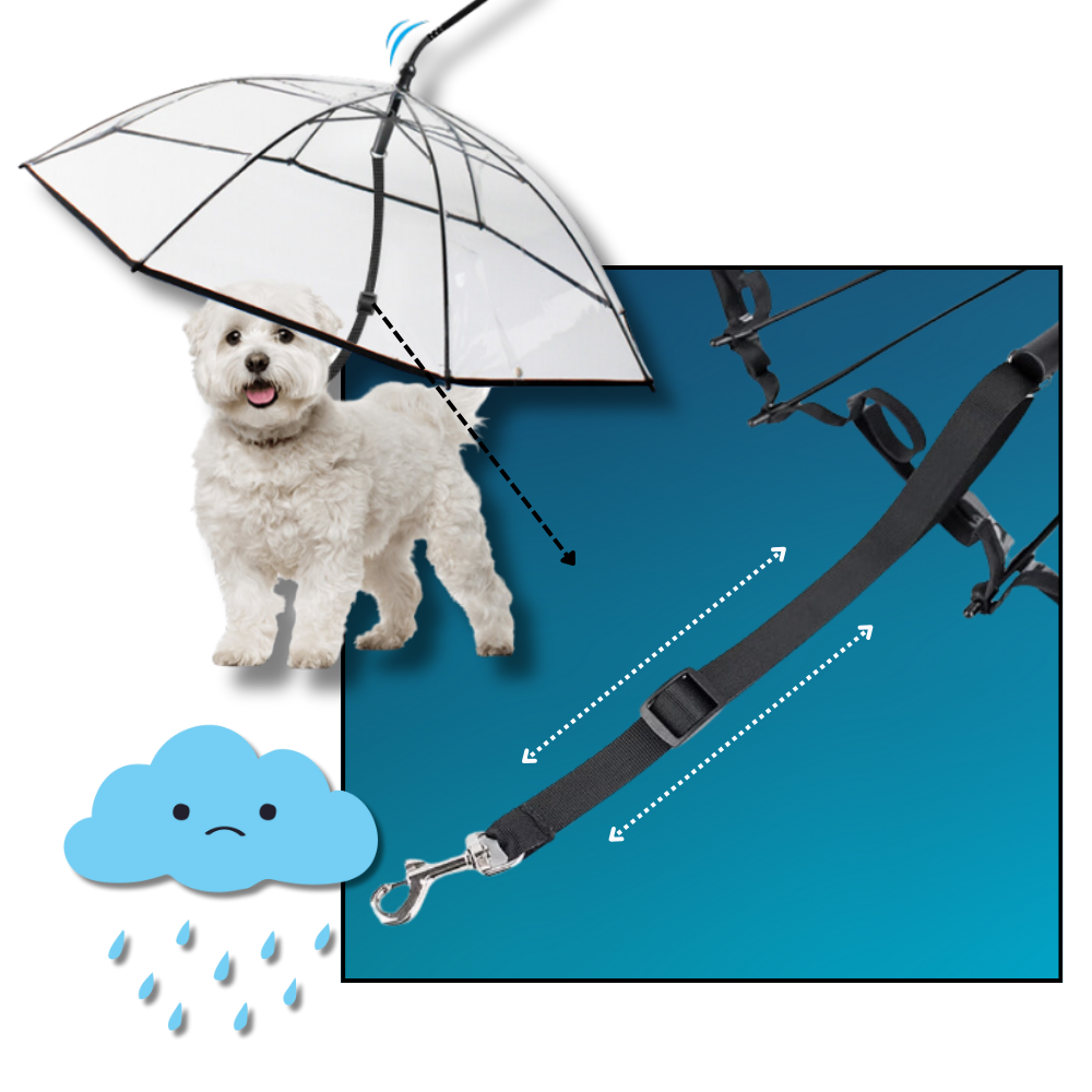 Laisse parapluie transparente pour chien